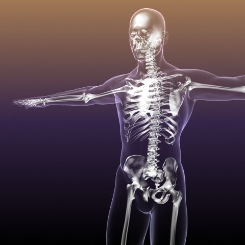 human skeleton in male body 3D Model .c4d .max .obj .3ds .fbx .stl .blend 