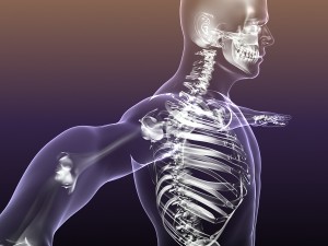 human skeleton in male body 3D Model