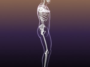 human skeleton in male body 3D Model