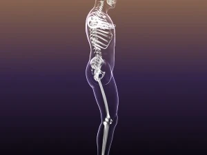 human skeleton in male body 3D Model