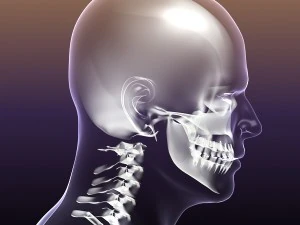 human skeleton in male body 3D Model