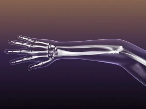 human skeleton in male body 3D Model