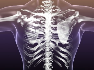 human skeleton in male body 3D Model