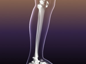 human skeleton in male body 3D Model