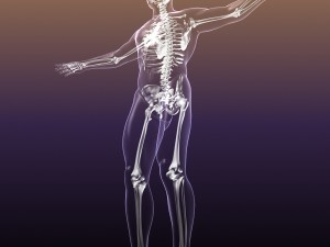 human skeleton in male body 3D Model