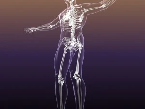 human skeleton in male body 3D Model
