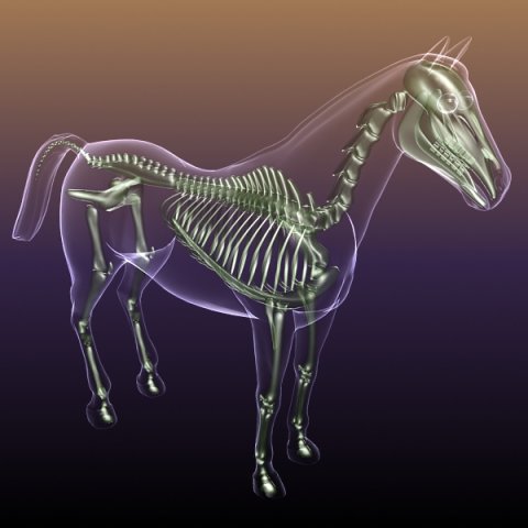 horse skeleton anatomy in transparent body 3D Model .c4d .max .obj .3ds .fbx .stl .blend 