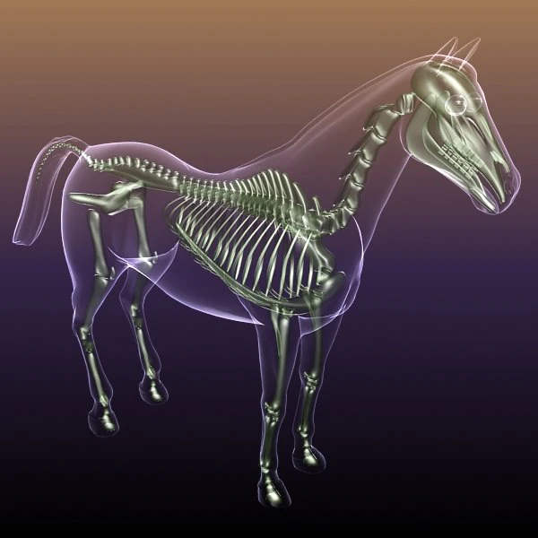 horse skeleton anatomy in transparent body 3D Model .c4d .max .obj .3ds .fbx .stl .blend 
