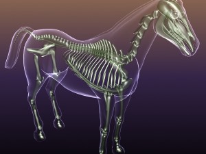 horse skeleton anatomy in transparent body 3D Модель