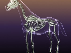 horse skeleton anatomy in transparent body 3D Model