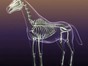 horse skeleton anatomy in transparent body 3D Model