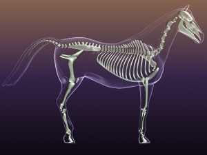 horse skeleton anatomy in transparent body 3D Model