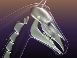 horse skeleton anatomy in transparent body 3D Model