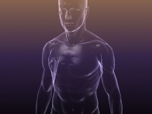 male and female anatomy - transparent bodies 3D Model