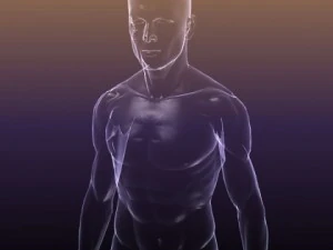 male and female anatomy - transparent bodies 3D Model
