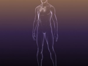 male and female anatomy - transparent bodies 3D Model