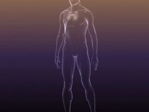 male and female anatomy - transparent bodies 3D Model