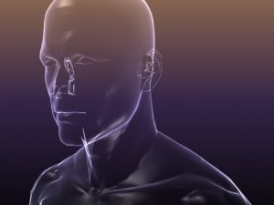male and female anatomy - transparent bodies 3D Model