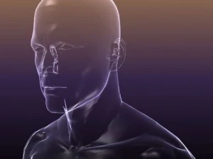 male and female anatomy - transparent bodies 3D Model