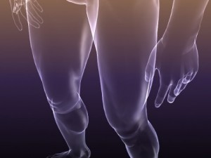 male and female anatomy - transparent bodies 3D Model