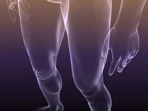 male and female anatomy - transparent bodies 3D Model