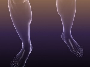 male and female anatomy - transparent bodies 3D Model