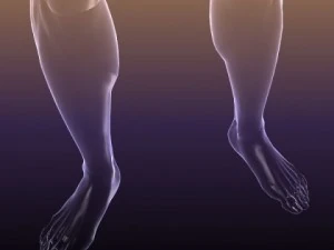 male and female anatomy - transparent bodies 3D Model