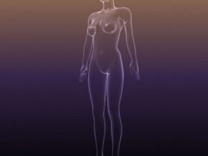 male and female anatomy - transparent bodies 3D Model