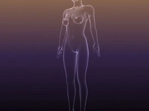 male and female anatomy - transparent bodies 3D Model