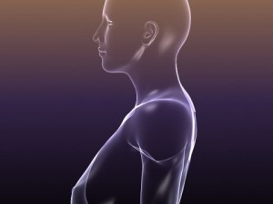 male and female anatomy - transparent bodies 3D Model