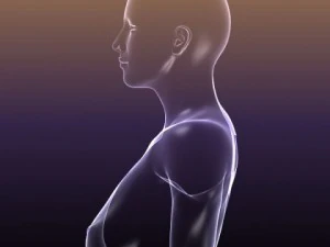 male and female anatomy - transparent bodies 3D Model