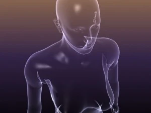 male and female anatomy - transparent bodies 3D Model