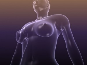 male and female anatomy - transparent bodies 3D Model
