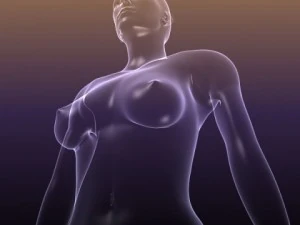 male and female anatomy - transparent bodies 3D Model