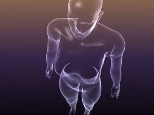 male and female anatomy - transparent bodies 3D Model