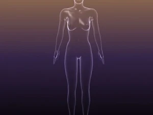 male and female anatomy - transparent bodies 3D Model