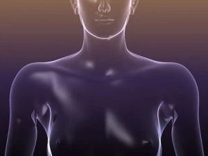 male and female anatomy - transparent bodies 3D Model