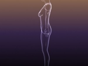 male and female anatomy - transparent bodies 3D Model