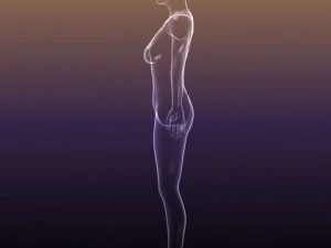 male and female anatomy - transparent bodies 3D Model