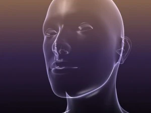 male and female anatomy - transparent bodies 3D Model