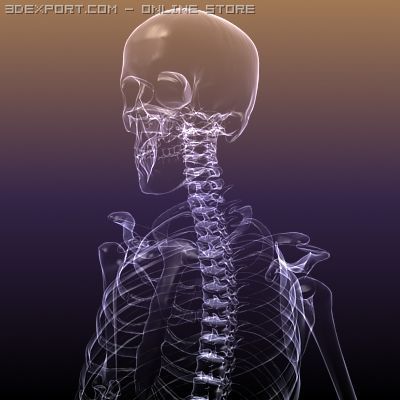 Espectáculo calcular Objeción skeleton of a human xray scan renderready Modelados 3D in Anatomía 3DExport