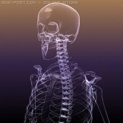 skeleton of a human xray scan renderready 3D Model .c4d .max .obj .3ds .fbx .stl .blend 