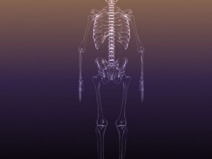 skeleton of a human xray scan renderready 3D Model
