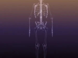 skeleton of a human xray scan renderready 3D Model