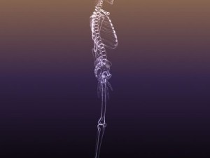 skeleton of a human xray scan renderready 3D Model