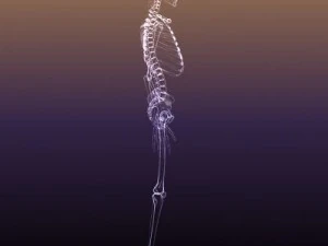 skeleton of a human xray scan renderready 3D Model