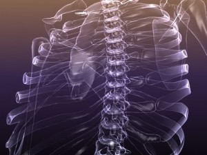 skeleton of a human xray scan renderready 3D Model
