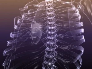skeleton of a human xray scan renderready 3D Model