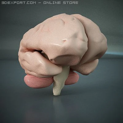 brain of a human 3D Model .c4d .max .obj .3ds .fbx .stl .blend