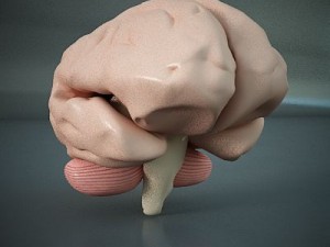 brain of a human 3D Model